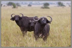 Kenia-Eindrücke, Safari 18