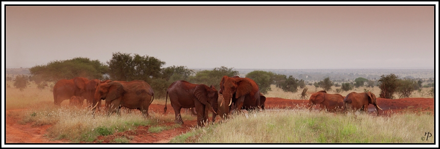 Kenia-Eindrücke, Safari 19