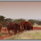 Kenia-Eindrücke, Safari 19