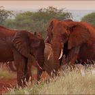 Kenia-Eindrücke, Safari 19a