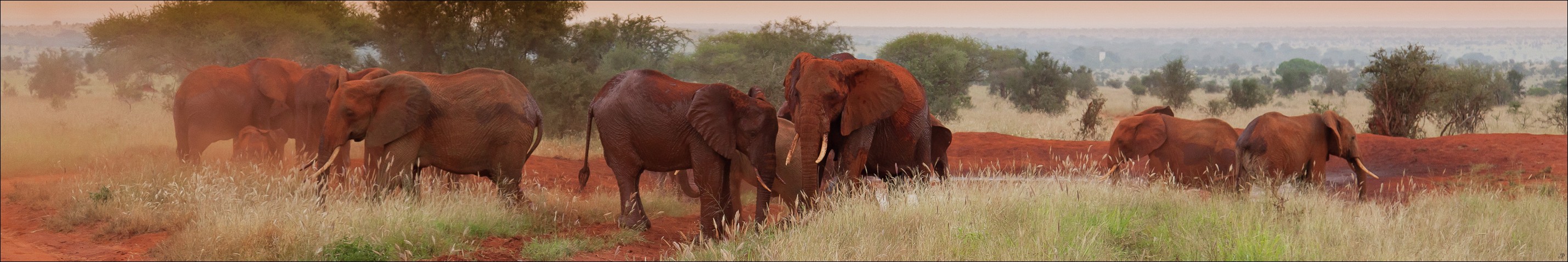 Kenia-Eindrücke, Safari 19a