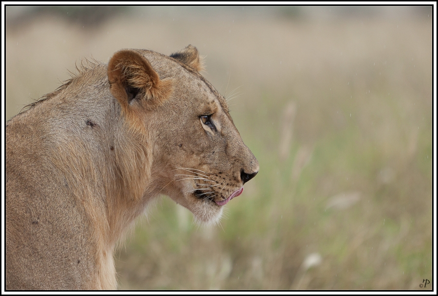 Kenia-Eindrücke, Safari 2