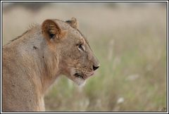 Kenia-Eindrücke, Safari 2