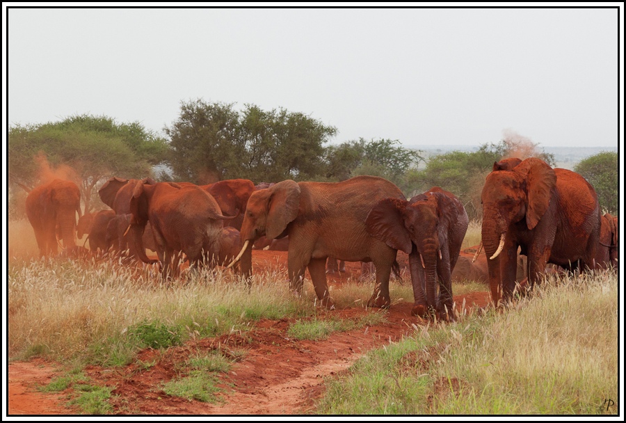 Kenia-Eindrücke, Safari 20