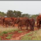 Kenia-Eindrücke, Safari 20