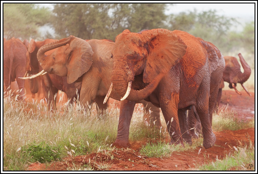 Kenia-Eindrücke, Safari 21