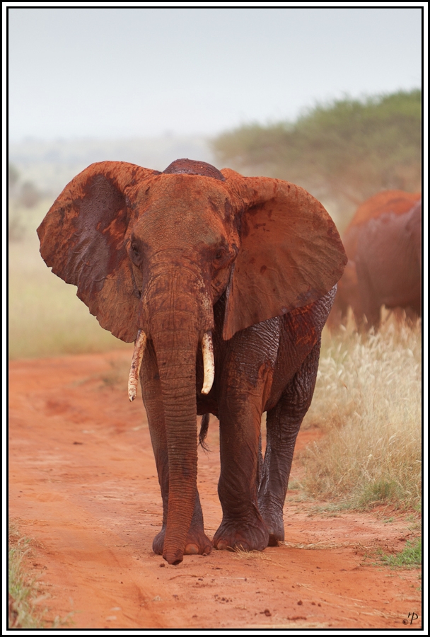 Kenia-Eindrücke, Safari 22 - Version Farbe