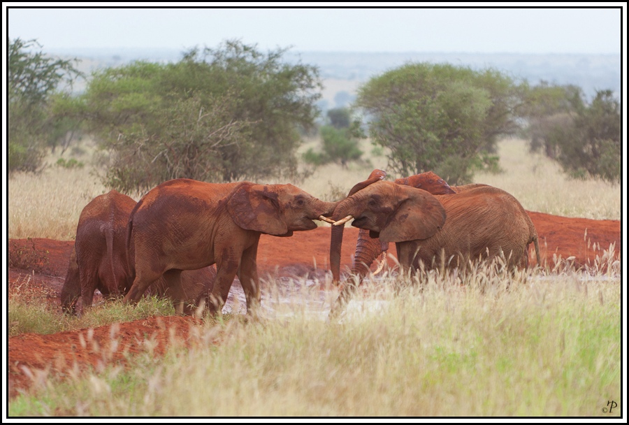 Kenia-Eindrücke, Safari 23