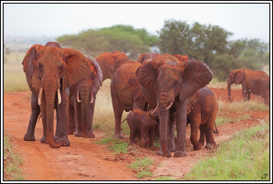 Kenia-Eindrücke, Safari 24