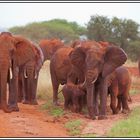 Kenia-Eindrücke, Safari 24