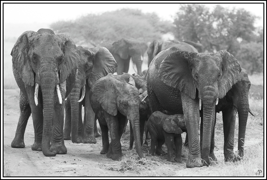 Kenia-Eindrücke, Safari 25