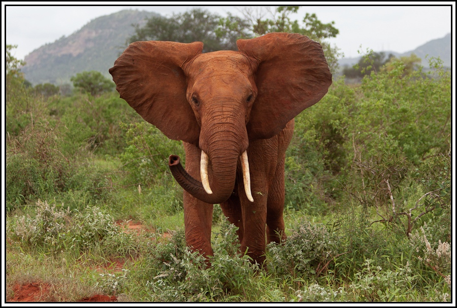 Kenia-Eindrücke, Safari 28