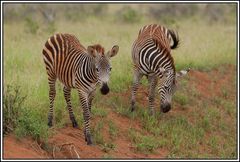 Kenia-Eindrücke, Safari 29