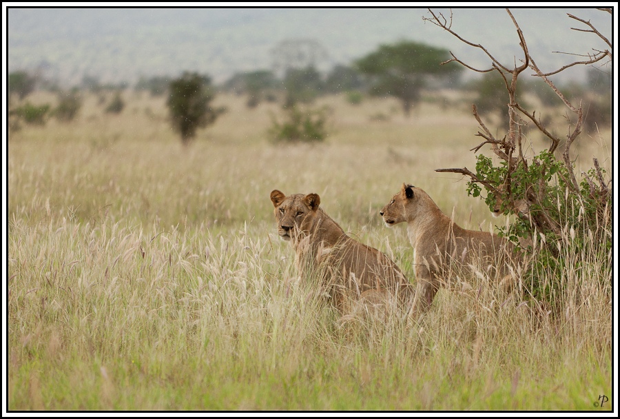 Kenia-Eindrücke, Safari 3