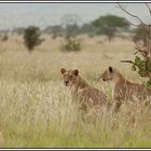 Kenia-Eindrücke, Safari 3