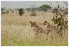 Kenia-Eindrücke, Safari 3