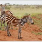 Kenia-Eindrücke, Safari 30