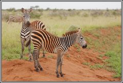 Kenia-Eindrücke, Safari 30