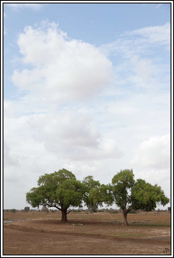 Kenia-Eindrücke, Safari 31