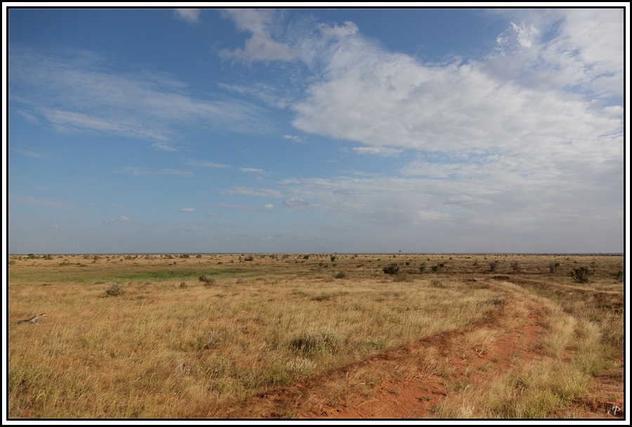 Kenia-Eindrücke, Safari 37