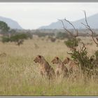 Kenia-Eindrücke, Safari 4