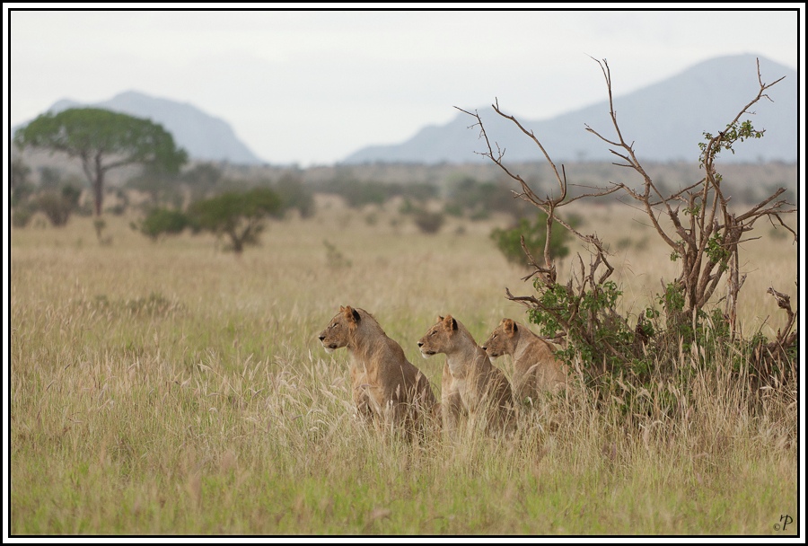 Kenia-Eindrücke, Safari 4