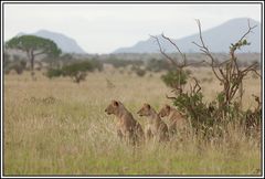 Kenia-Eindrücke, Safari 4