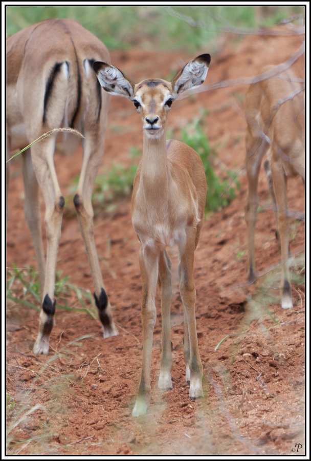 Kenia-Eindrücke, Safari