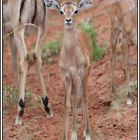 Kenia-Eindrücke, Safari