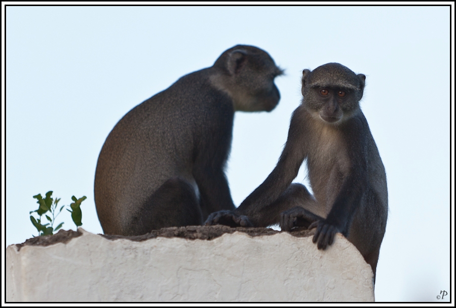 Kenia-Eindrücke, Safari 47