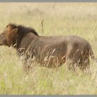 Kenia-Eindrücke, Safari 5