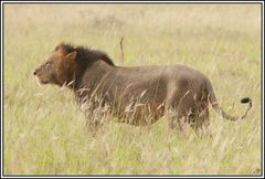 Kenia-Eindrücke, Safari 5