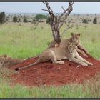 Kenia-Eindrücke, Safari 6