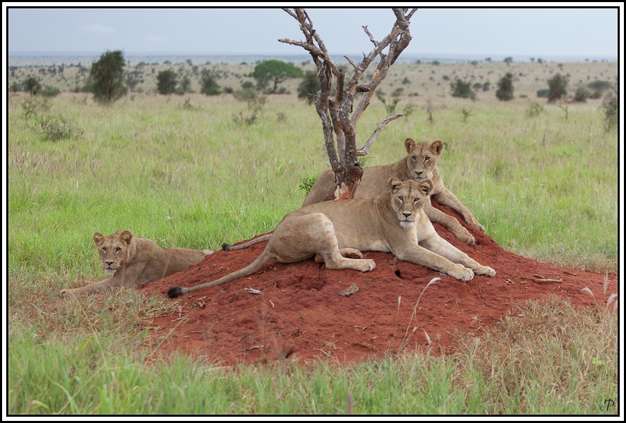 Kenia-Eindrücke, Safari 6