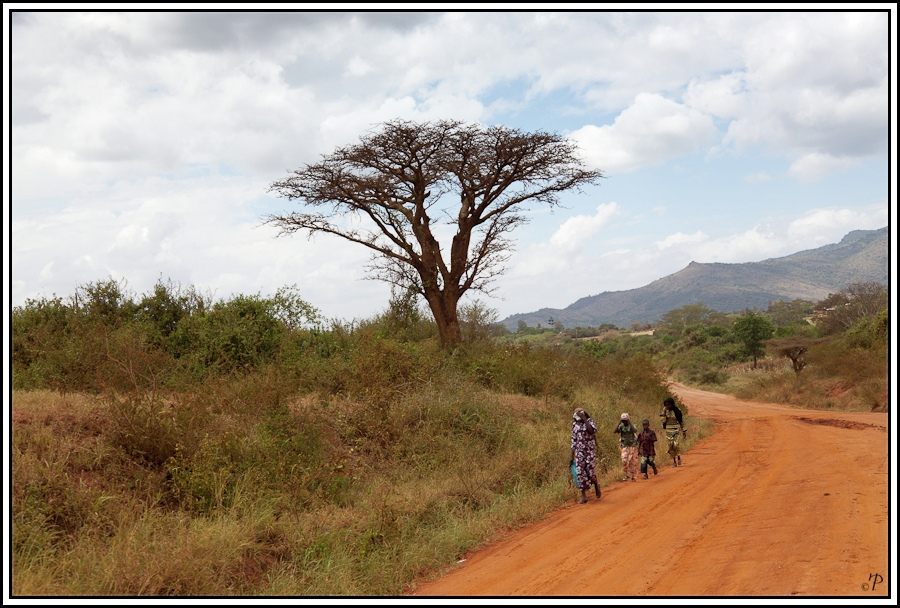 Kenia-Eindrücke, Safari