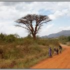 Kenia-Eindrücke, Safari