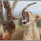 Kenia-Eindrücke, Safari 7, Müde 1