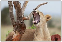 Kenia-Eindrücke, Safari 7, Müde 1