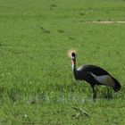 kenia Grulla coronada,