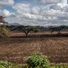 Kenia - Im Massai-Land - Ackerland