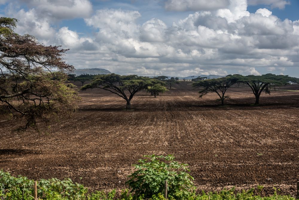 Kenia - Im Massai-Land - Ackerland