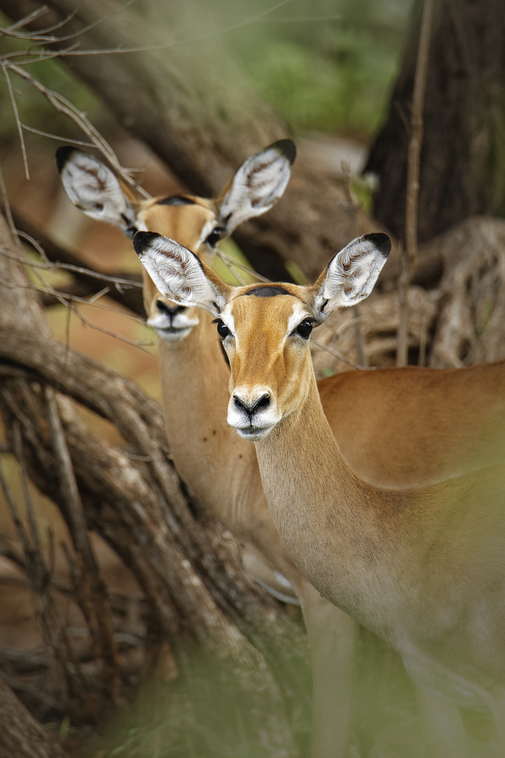 Kenia Impala Antilopen