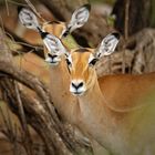 Kenia Impala Antilopen