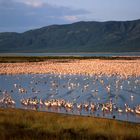 Kenia: Lake Bogoria mit Flamingos