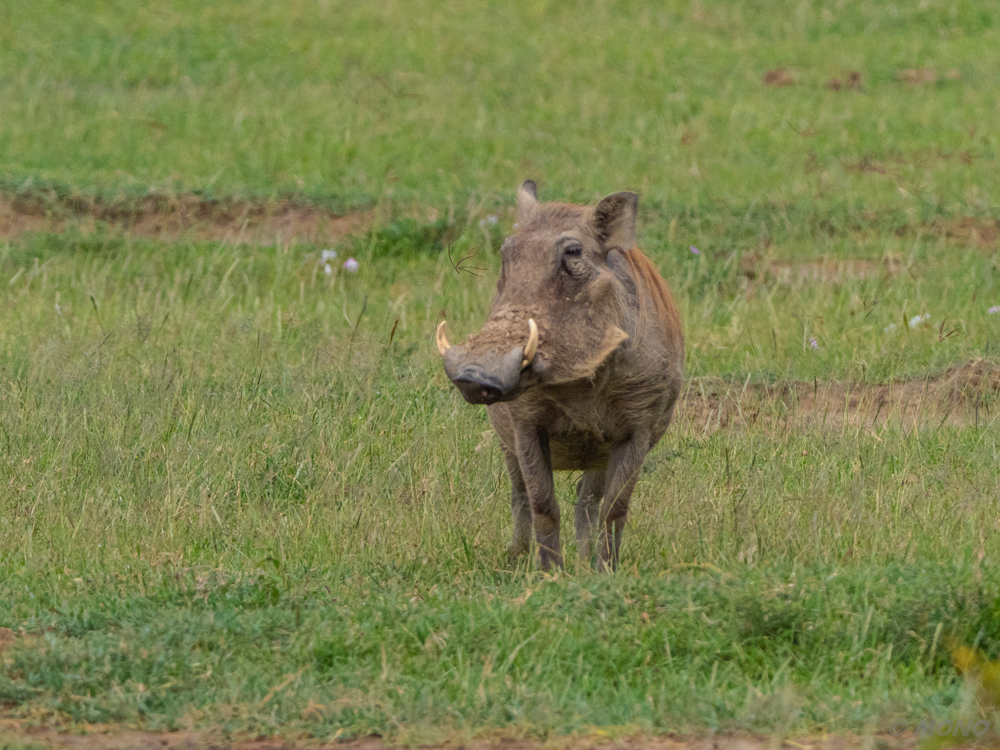 Kenia-Lake Nakuru