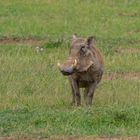 Kenia-Lake Nakuru