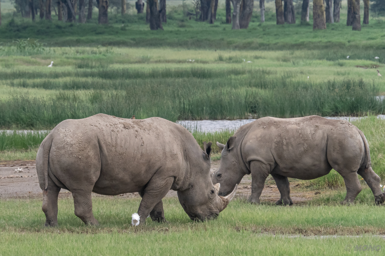 Kenia-Lake Nakuru