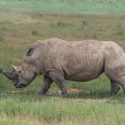 Kenia-Lake Nakuru