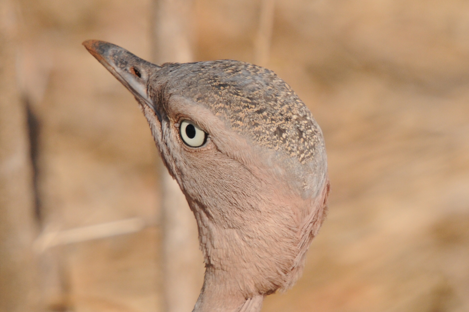 Kenia ( Masai Mara )