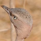 Kenia ( Masai Mara )